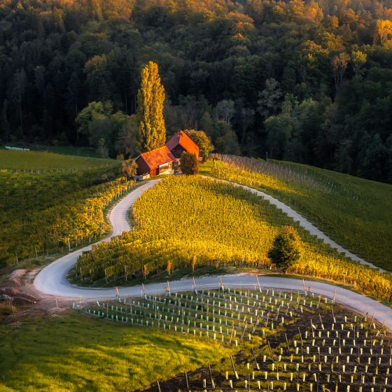 Heart between Vineyards, Slovenia - Photo by Award Winning Aerial Filmmaker Dronographer