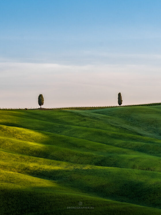 Wavy grass landscape in Tuscany, with 2 single trees in the far.