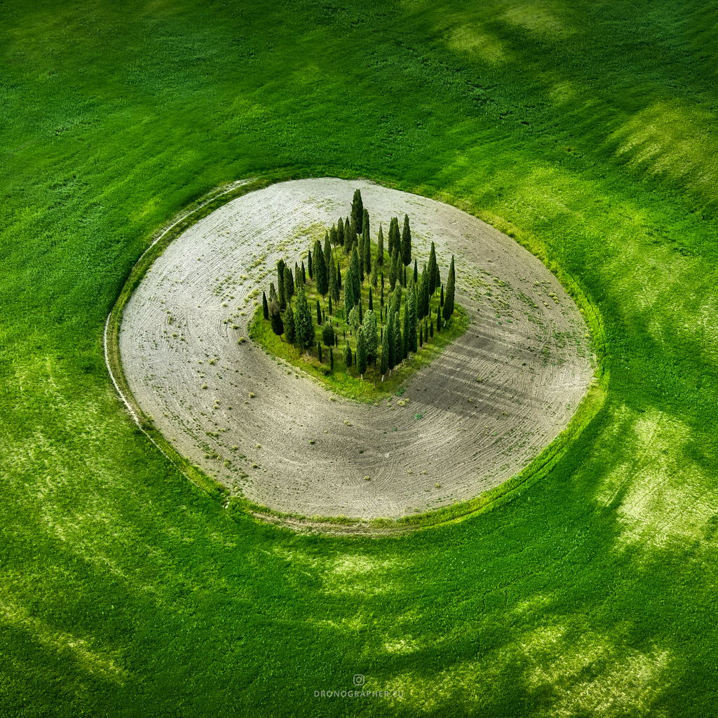 Cypress trees forming a little island, amidst a landscape of wavey green hills.